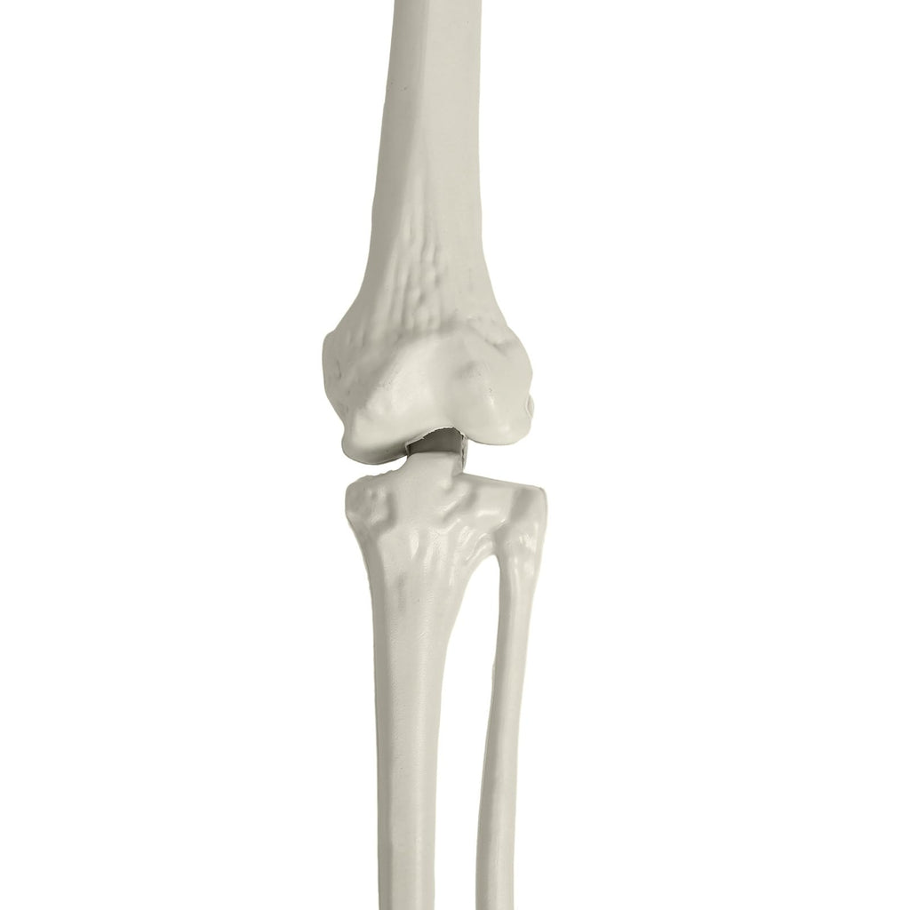 Life Size Poseable Skeleton with Movable Joints G7249