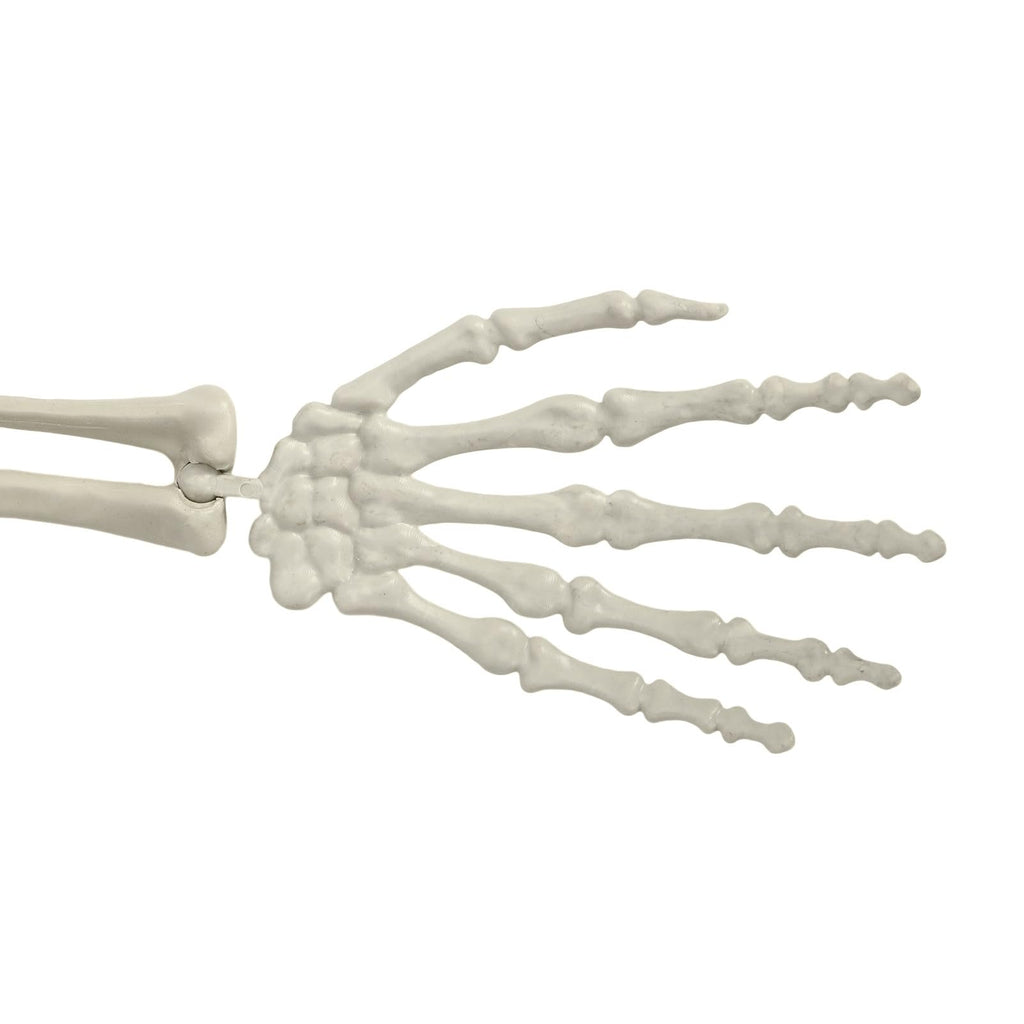 Life Size Poseable Skeleton with Movable Joints G7249