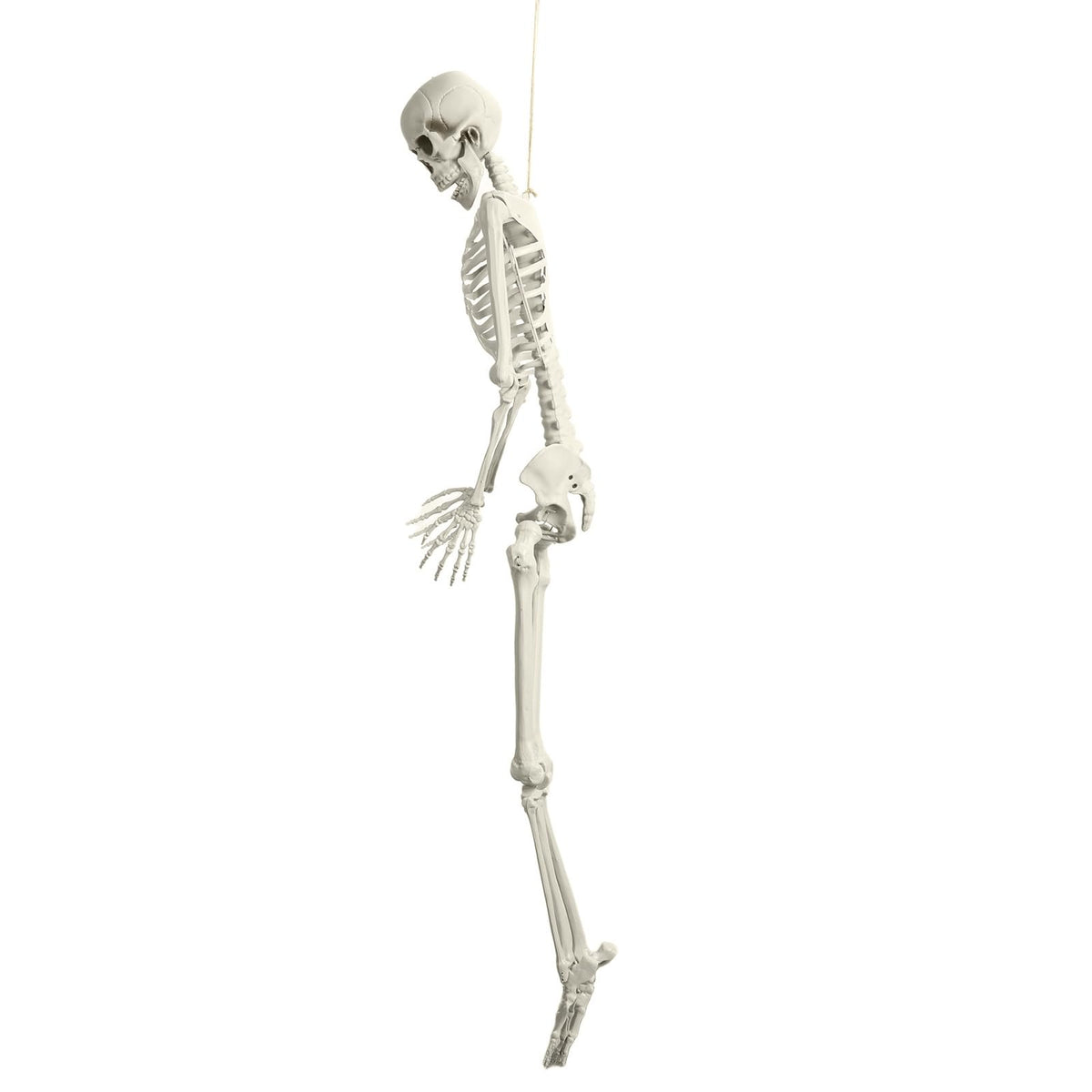 Life Size Poseable Skeleton with Movable Joints G7249