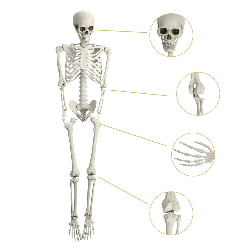 Life Size Poseable Skeleton with Movable Joints G7249