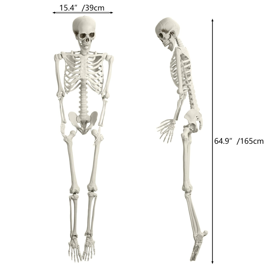 Life Size Poseable Skeleton with Movable Joints G7249