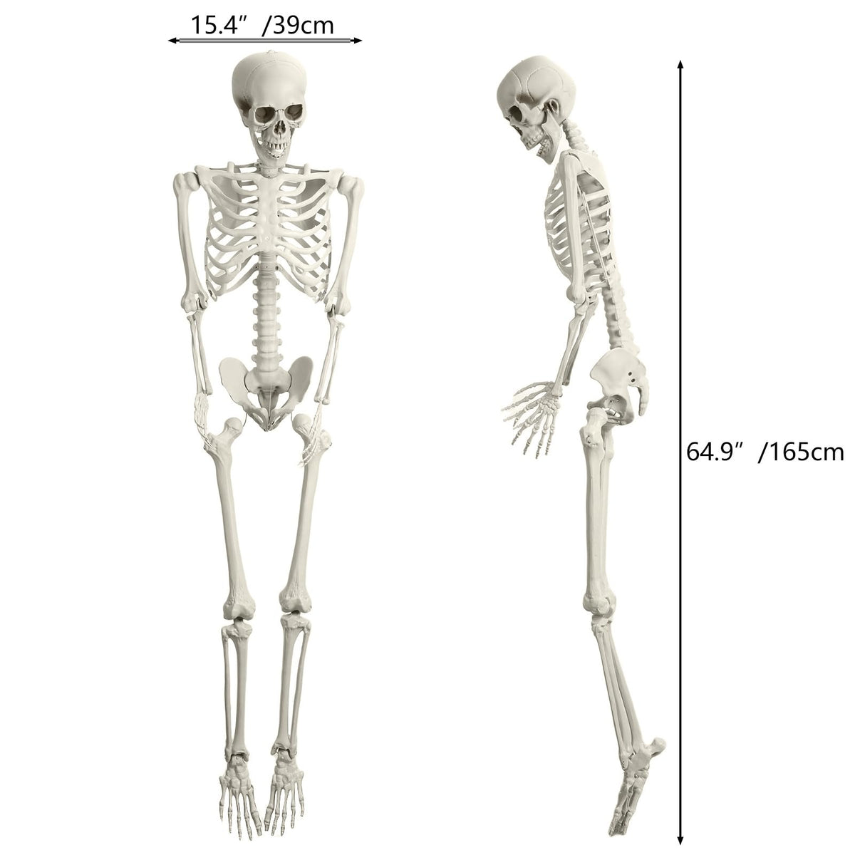 Life Size Poseable Skeleton with Movable Joints G7249