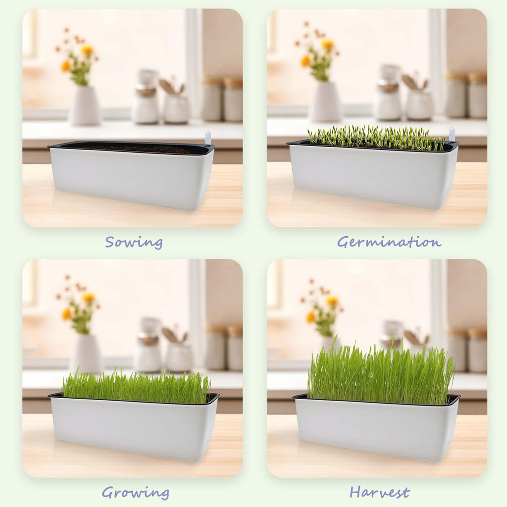 Indoor Cat Grass with Organic Seed Mix Rectangular Planter F64605