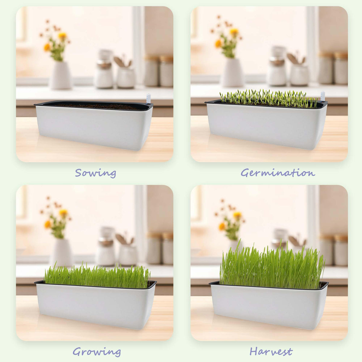 Indoor Cat Grass with Organic Seed Mix Rectangular Planter F64605