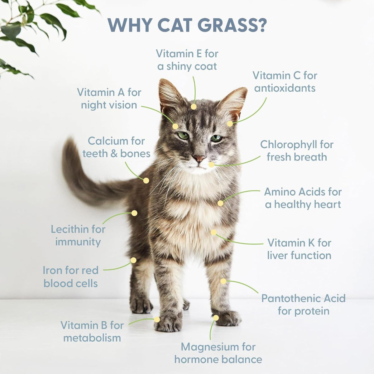 Organic Cat Grass Growing Kit with Seed, Soil and Two Ceramic Planters W374904