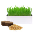 Indoor Cat Grass with Organic Seed Mix Rectangular Planter F64605