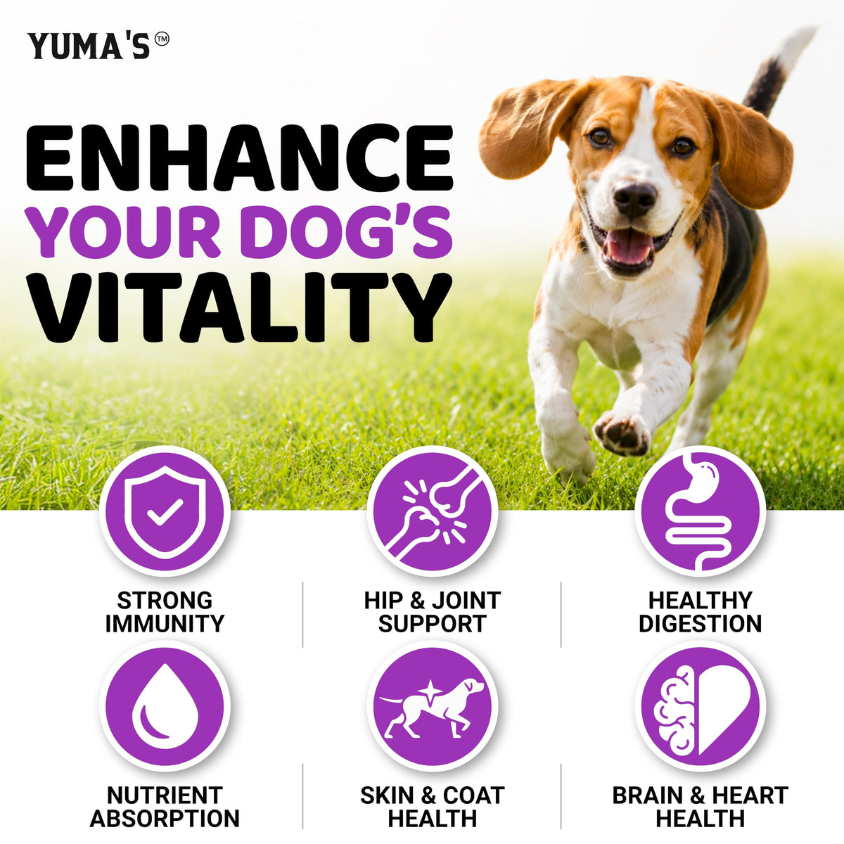 Dog Multivitamin with Glucosamine, 240 Treats N4785