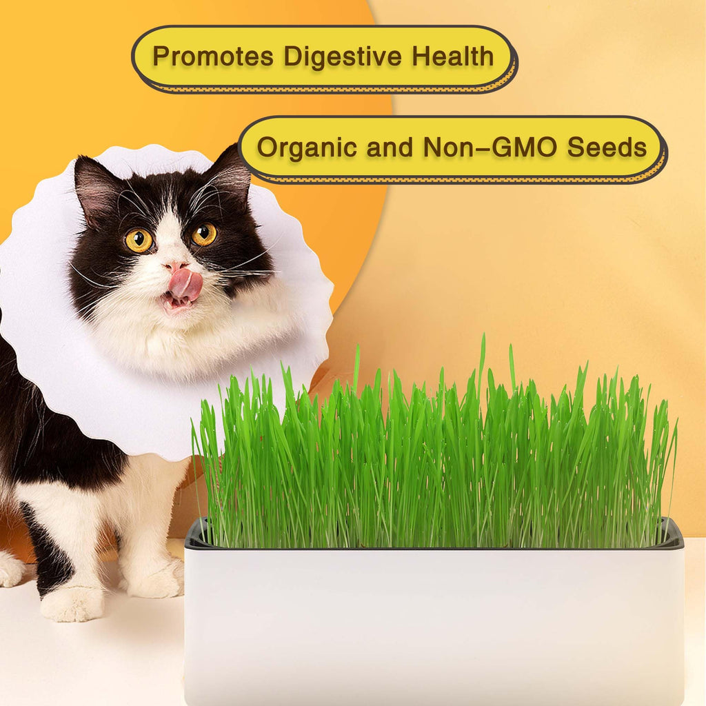 Indoor Cat Grass with Organic Seed Mix Rectangular Planter F64605