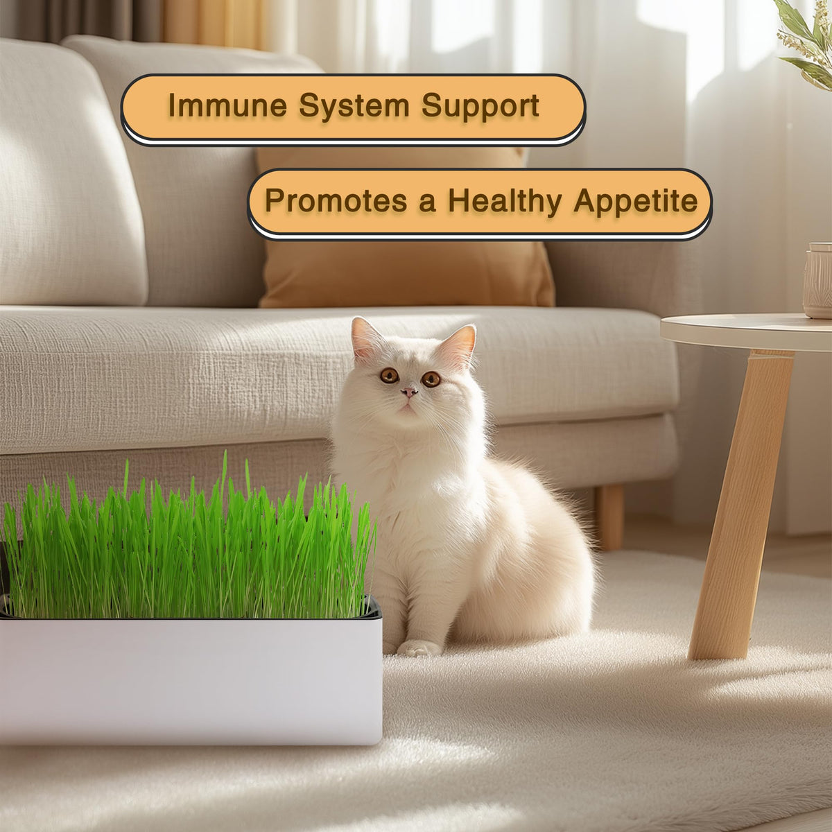 Indoor Cat Grass with Organic Seed Mix Rectangular Planter F64605