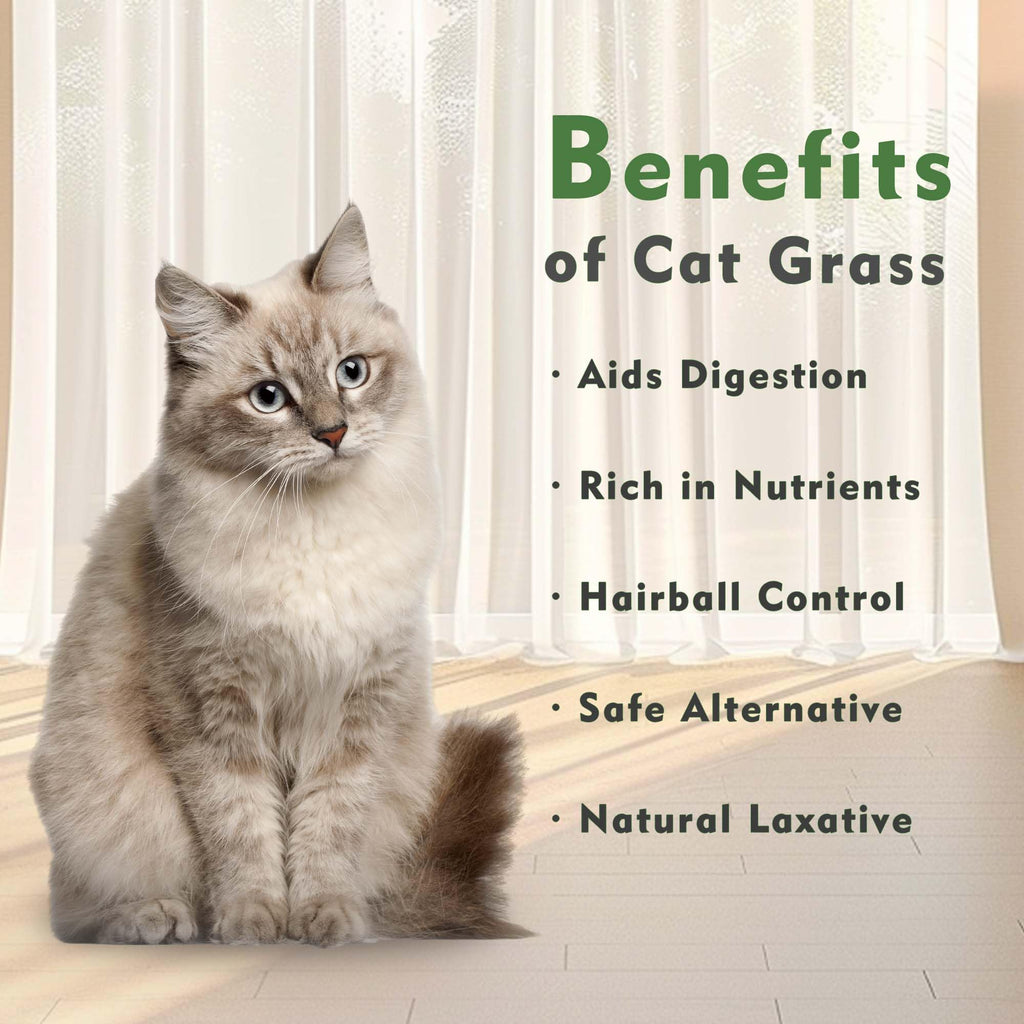 Indoor Cat Grass with Organic Seed Mix Rectangular Planter F64605
